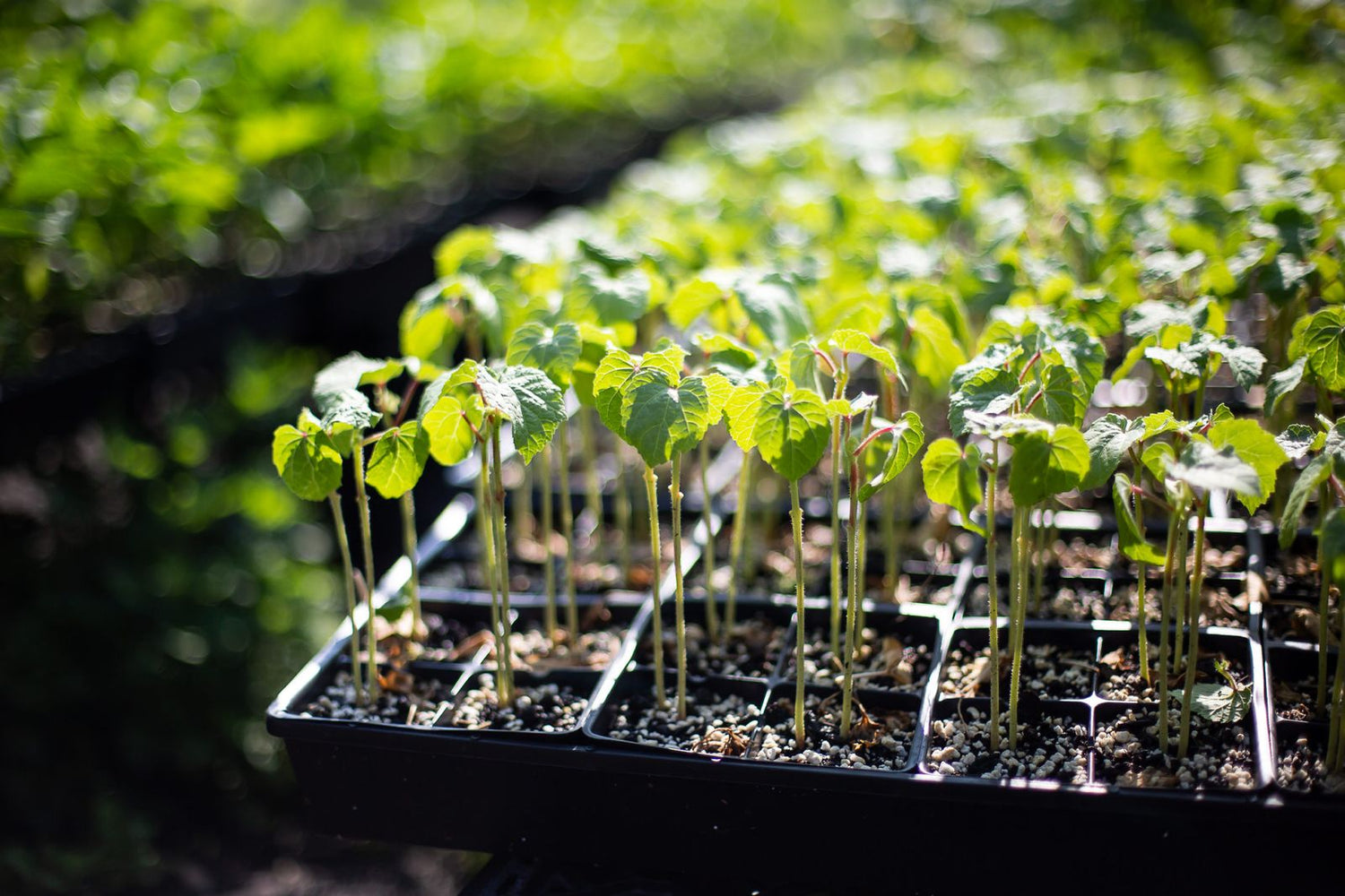 Little Seedlings 2020