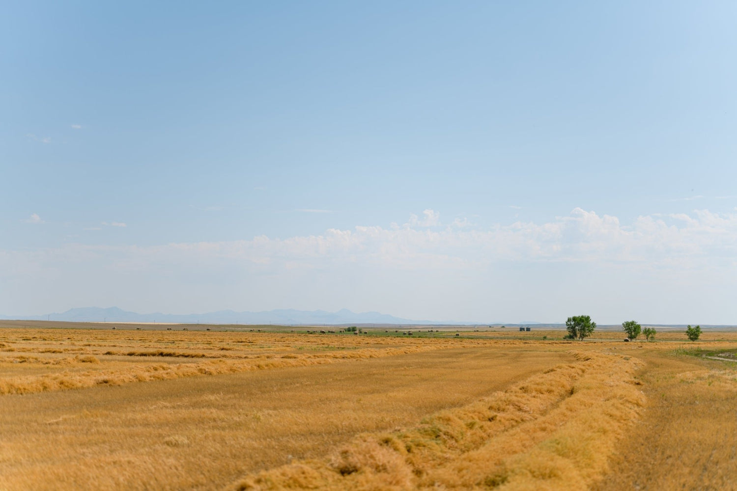 Earth Day Impact Report